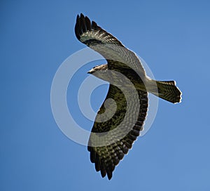 Buzzard flying on a clear day wings out