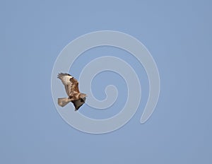 Buzzard flying in a clear sky