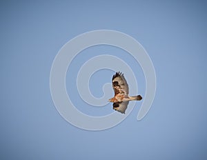 Buzzard flying in a clear sky