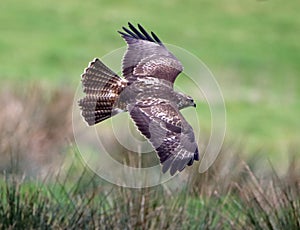 Buzzard flying over green field