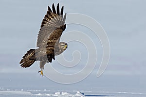 buzzard flying over snow covered field