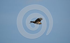 Buzzard flying very close by with a blue sky