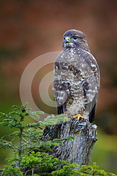 Buzzard in the forest. Autumn wildlife Bird of prey Common Buzzard, Buteo buteo, sitting on coniferous spruce tree branch.