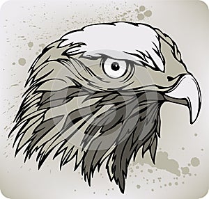 Buzzard hawk, hand drawing. Vector illustration.