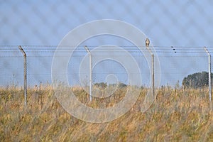Buzzard on Hens seat