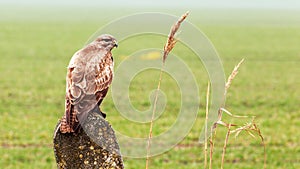 Buzzard is hunting in the wild.