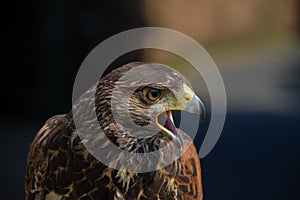 Buzzard makes sound with mouth open