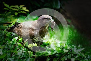 Buzzard with a mouse in its beak