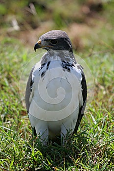 Buzzard in Ngorongoro Crater, Tanzania