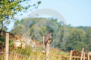 Buzzard perched on a fence post in the countryside
