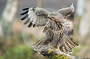 Buzzard perched on log folding wings. photo