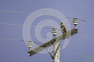 Buzzard perching on electricity pylon.