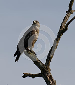 Buzzard Perked on a tree close up