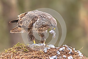 Buzzard plucking feathers from prey catch