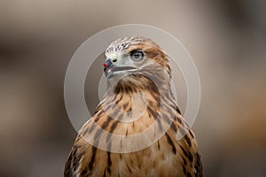 Buzzard portrait