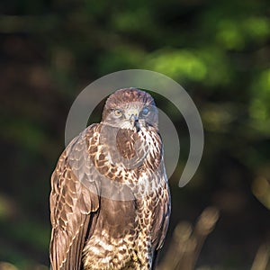 Buzzard portrait looking into the camera