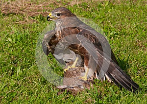 Buzzard with prey