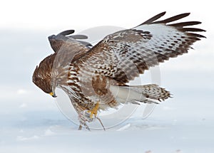 Buzzard with prey