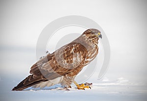 Buzzard with prey in snow