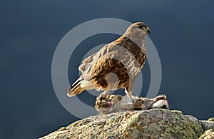 Buzzard with a rabbit in the field