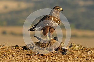 Buzzard with a rabbit in the field
