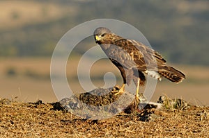 Buzzard with a rabbit in the field