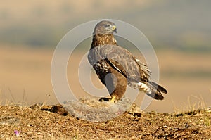 Buzzard with a rabbit in the field