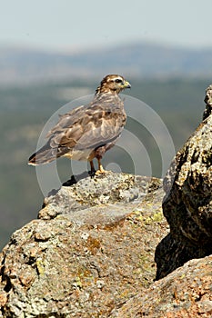 buzzard rests on the rock photo