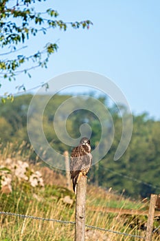 Buzzard in a rural landscape looking at the camera