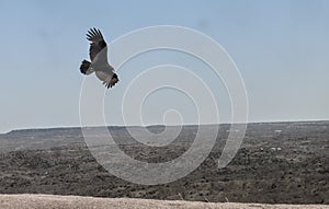 Buzzard`s Low Pass II @ Enchanted Rock State Area in Texas