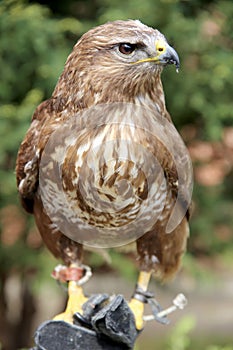 Buzzard sitting on the hand of his unknown falconer