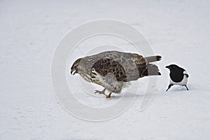 A buzzard is teased by an European magpie.