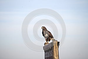 Buzzard