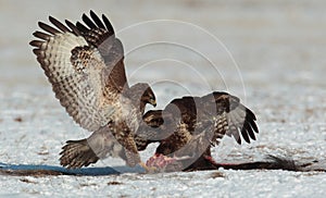 Buzzards competeing over food.