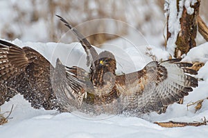Buzzards disagreeing in the snow