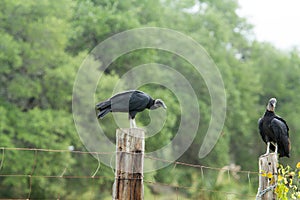 Buzzards on fencepost