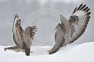 Buzzards fight