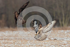 Buzzards in flight fight.