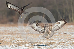 Buzzards in flight fight.