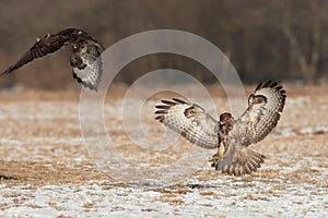 Buzzards in flight fight.