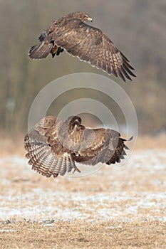 Buzzards in flight fight.