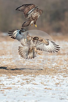 Buzzards in flight fight.