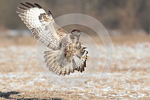 Buzzards in flight fight.