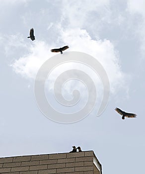 Buzzards on Roof