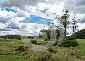 Buzzards Swamp in Marienville, Pennsylvania in the Summer with a Bright Blue Cloud Filled Sky and Marsh Lands.  Scenic nature