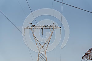 Buzzards and vultures of electric power 05