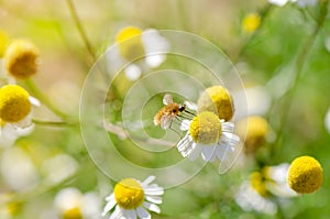 Buzzed fluffy fly on camomile flower.