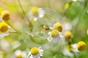 Buzzed fluffy fly on camomile flower. photo