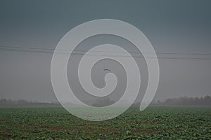 Buzzer in the field during the day in the fog
