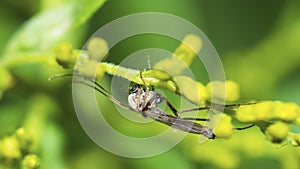 Buzzer Midge (Chironomus Plumosus) on a leaf